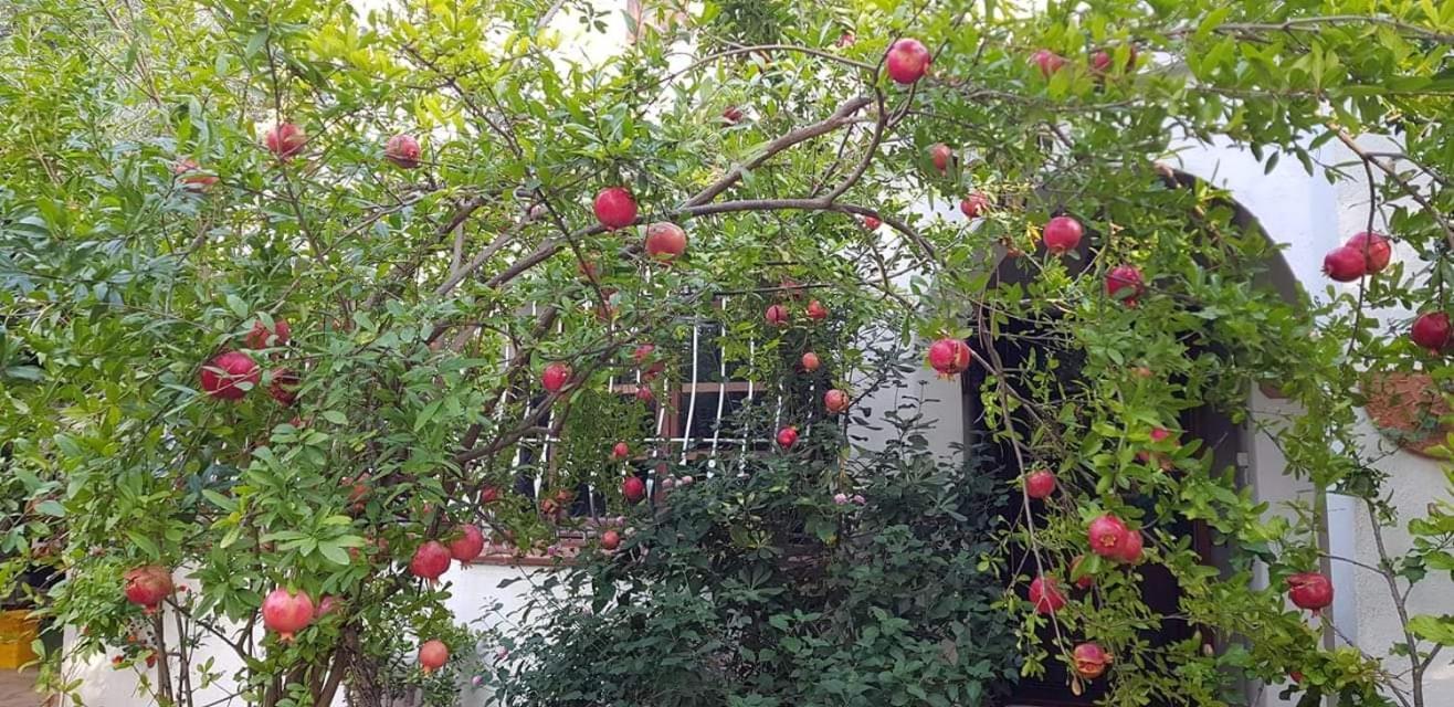 Apartamento Il Giardino Di Frafa Quartu SantʼElena Exterior foto